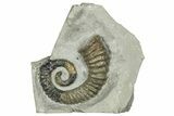 Aegocrioceras Heteromorph Ammonite - Germany #293078-1